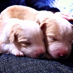 Oliver (Lyon) and Rufus? were the only two babies left for us to choose from.