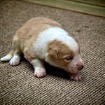 Week two of Lyon's life at the breeders. 