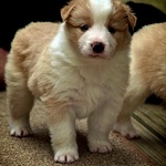 Very fluffy at 4 weeks old