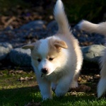 Already eating bark at 5 weeks.