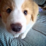Enjoying himself on our bed.