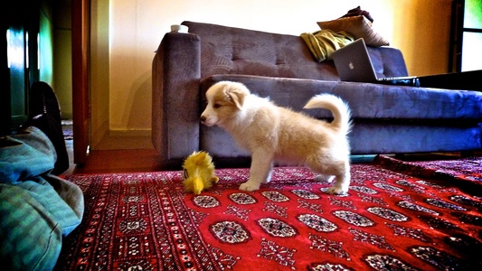 His favourite rug to pee on was Trish and Alans nice one.