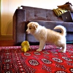 His favourite rug to pee on was Trish and Alans nice one.