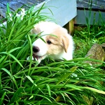 Eating grass