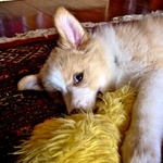 Wolfy shows signs of coming out ....