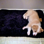 He tries out his new bed!