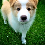 Lyon at 10 weeks