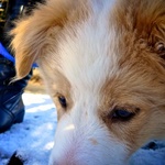 Snow nose.