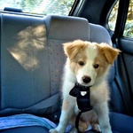 Quite enjoying the car rides now