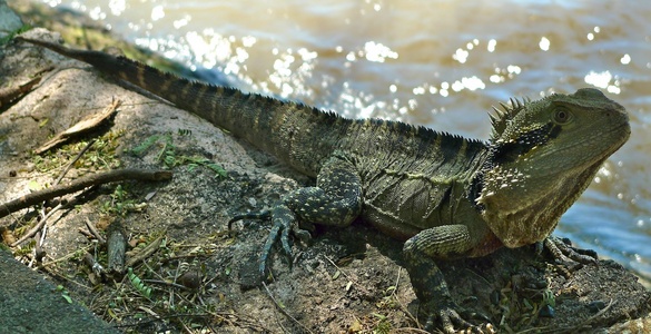 Lizard!