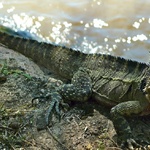 Lizard!