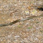 First snake we have ever seen!