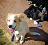 Today Lyon got to meet a 9yr old Border Collie called Elie (sp?). Lyon's got a way to go before he's Elie's size!