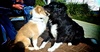 Today Lyon got to meet a 9yr old Border Collie called Elie (sp?). Lyon's got a way to go before he's Elie's size!
