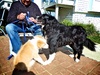 Today Lyon got to meet a 9yr old Border Collie called Elie (sp?). Lyon's got a way to go before he's Elie's size!