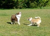 Fun in the sun with 4yr old Molly.