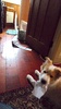 Lyon thinks he's the Rollo puppy.