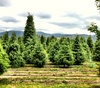 From Christmas tree farm to our lounge. We finally start to look Christmassy. Just need to get lights and ornaments now!