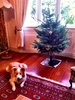 From Christmas tree farm to our lounge. We finally start to look Christmassy. Just need to get lights and ornaments now!
