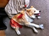 Today was dress up day at doggy classes and Lyon was best dressed in his manbug outfit. He also passed Level 1 Obediance!