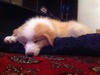 A tired Lyon Peck arrives home. So adorable and fluffy!
