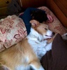 Lyon joined us for a much needed snooze in this morning before getting bored and stealing a sock.