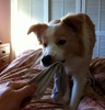 Lyon joined us for a much needed snooze in this morning before getting bored and stealing a sock.