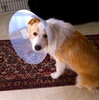 Lyon arrives home from the doctors after getting the snip. Poor little guy, keeps bumping into everything with his cone head.