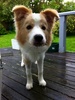 Lyon, feeling much better after his surgery thank-you, decides to bring me a thank-you present.