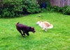 A fun run in the yard with Charlie. A good catch up with Rup too!