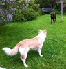 A fun run in the yard with Charlie. A good catch up with Rup too!