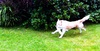 Lyon, the attention seeker, steals a Christmas cracker.