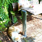 Relaxing in the rose garden
