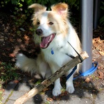 Stinkle gets caught up with a log