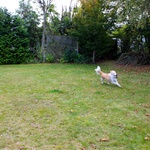 Andy chases Lyon around