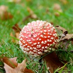 Can't resist mushroom photos