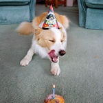 Lyon prepares to feast on his birthday muffin ...