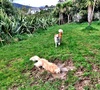 Myah loves to cool off in water when out for a walk. Or in this case - a muddy puddle! Peppa Pig would be proud.