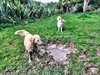 Myah loves to cool off in water when out for a walk. Or in this case - a muddy puddle! Peppa Pig would be proud.