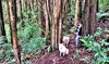Iris does her first up and over dog walk.