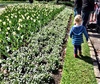 We join the Foo's at the botanicals for Dutch Tulip day. Tasty food, fun entertainment and of course the beautiful tulips.